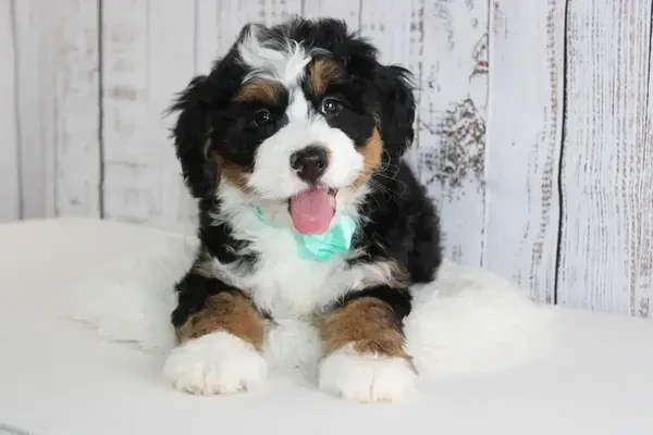 Mini Bernedoodle Puppies For sale in Birmingham Alabama