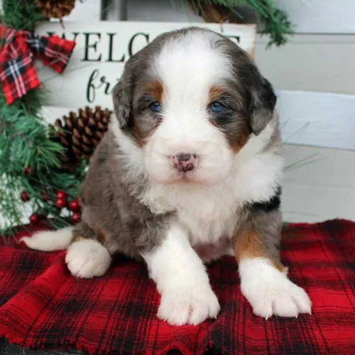 Stunning Mixed Color Designer Mini Bernedoodle Pup from Birmingham Alabama