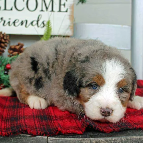 Merle Colored Blue Diamond Family puppy from Ward Arkansas