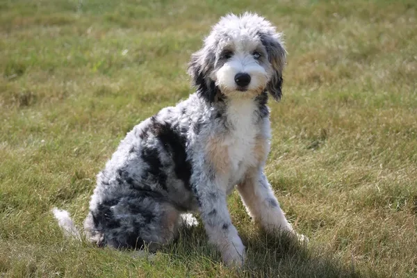 Bakersfield CA mini and micro f1 and f1b mini bernedoodles