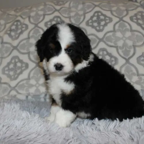 Bakersfield Mini Bernedoodle Puppy