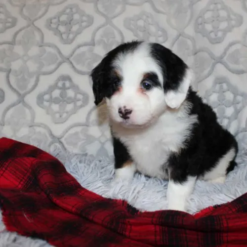 Best Bakersfield Blue Diamond Mini Bernedoodle