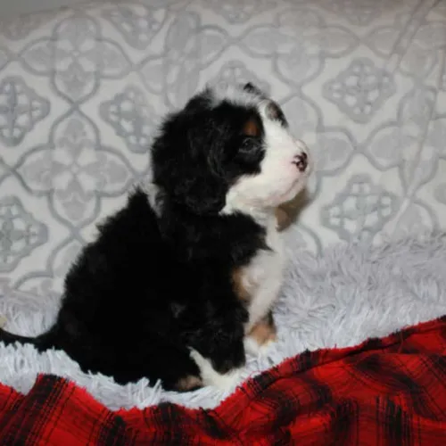 Mini Bernedoodle Puppy getting ready to go to Garnet California