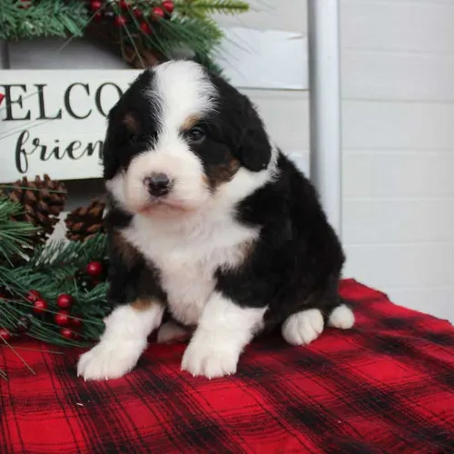 Miniature Bernedoodle Puppy Bear Delaware