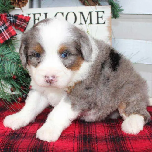 Tri Color Mini bernedoodle Puppies in Newark Delaware