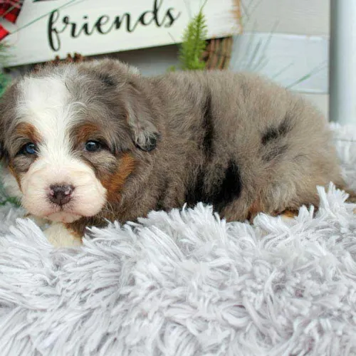 Best Limestone, Illinois Designer Mini Bernedoodles Puppies!