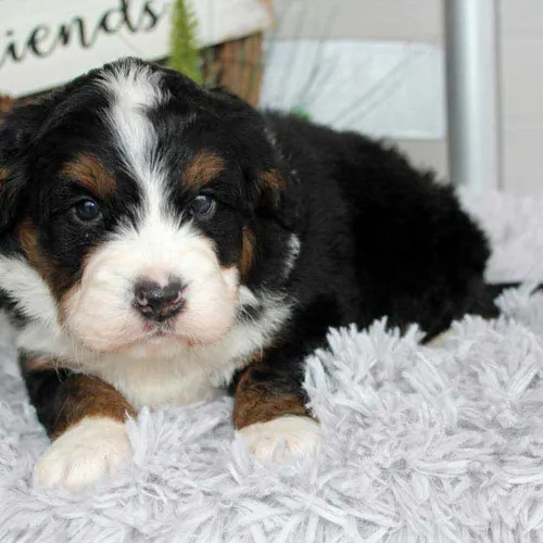 Best Chadron Nebraska Designer Mini Bernedoodle Breeder