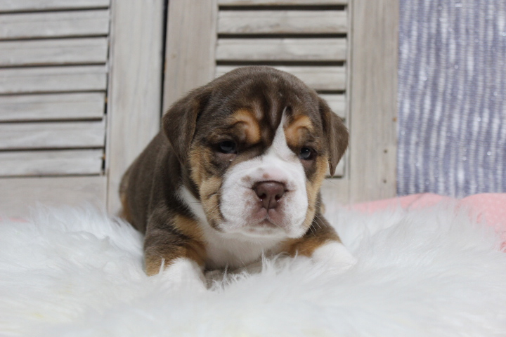 Bellefontaine Neighbors Missouri Beabull Puppy Blue Diamond Family Pups