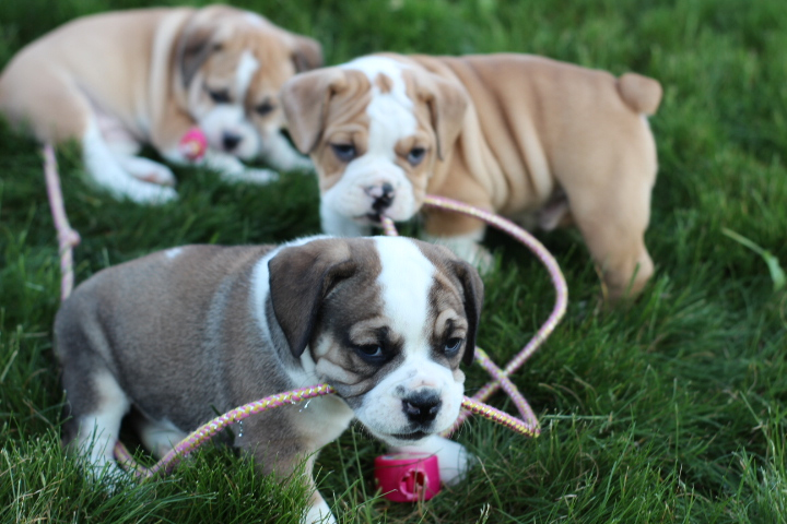 Litter of Blue Diamond Puppies for sale in Lake Murray of Richland South Carolina.