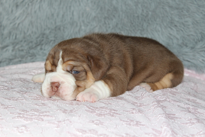 Female Beabull puppy from Southhaven sleeping on a blanket.