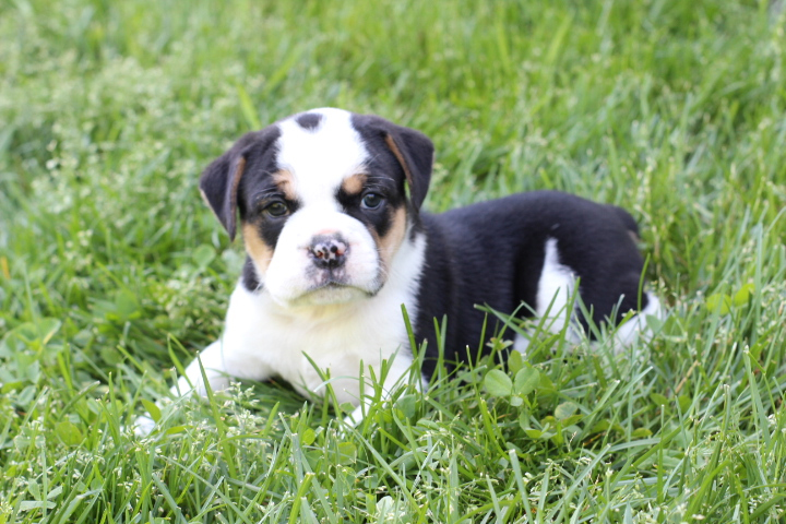 Best Spring Hill beabull pups for sale.