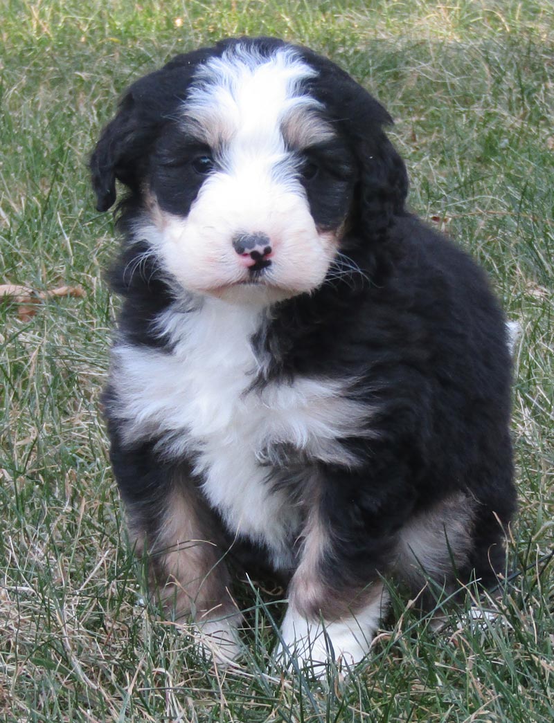 Blue Diamond Family Standard Sized Bernedoodles from the Alta Sierra California