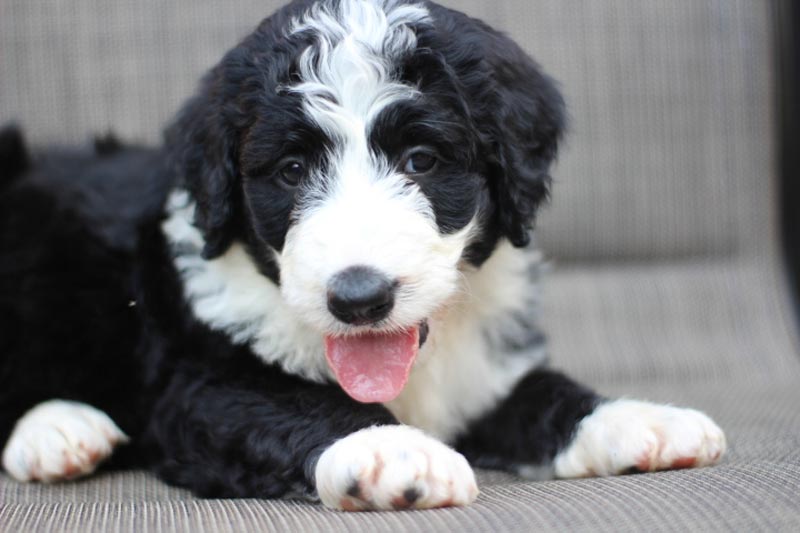 Bernedoodle Puppy from Blue Diamond Family Pups near Arlington Heights Massachusetts