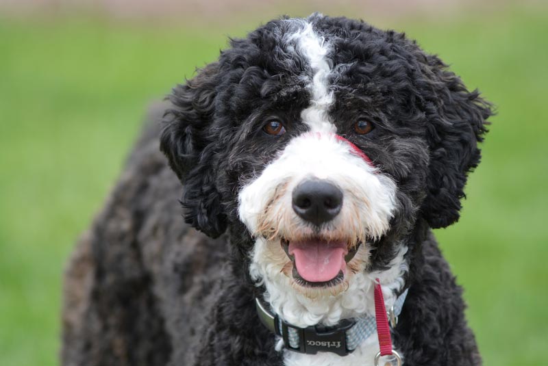 Adult Bernedoodle puppy parent Bonadelle Ranchos-Madera Ranchos California