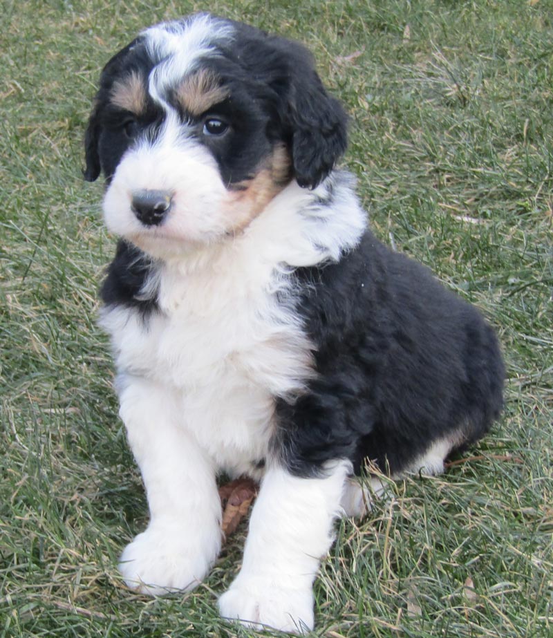 Bernedoodle Dogs and Puppies in Bonadelle Ranchos-Madera Ranchos California