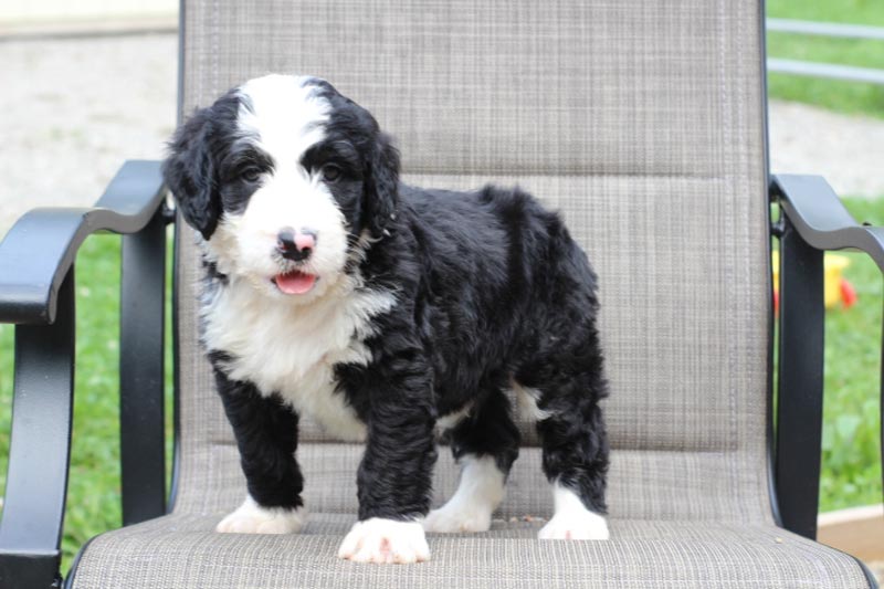 Communications Hill California Beautiful Standard Size bernedoodle Puppy