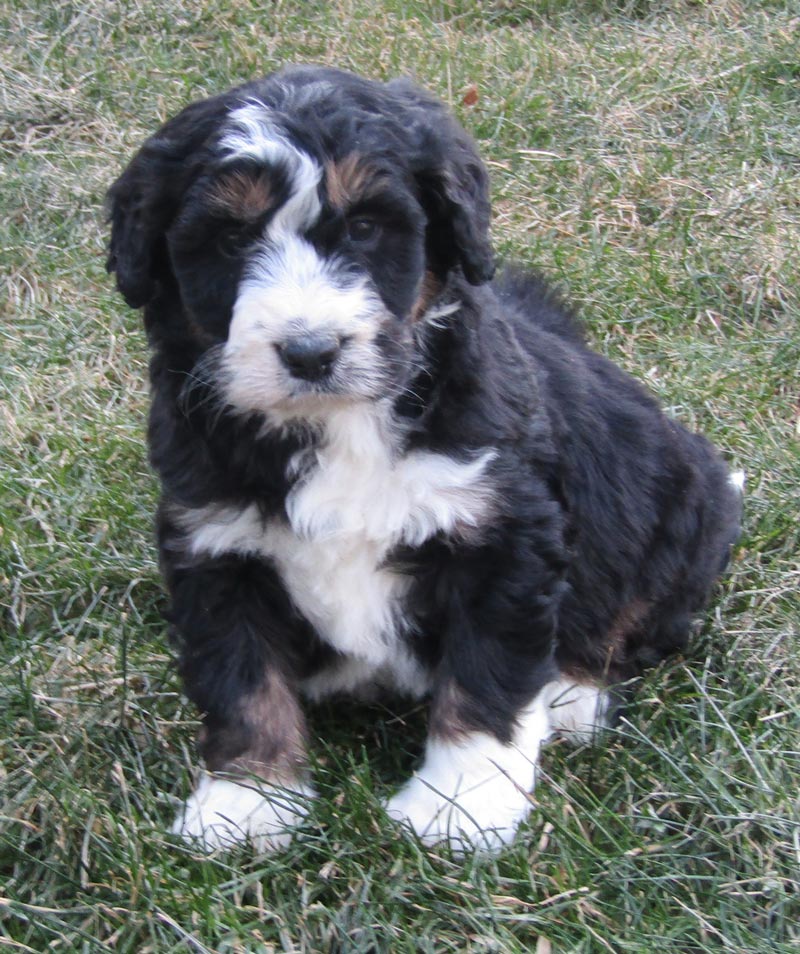 Best Bernedoodle Pups for Sale in DeKalb Illinois by Blue Diamond family Pups