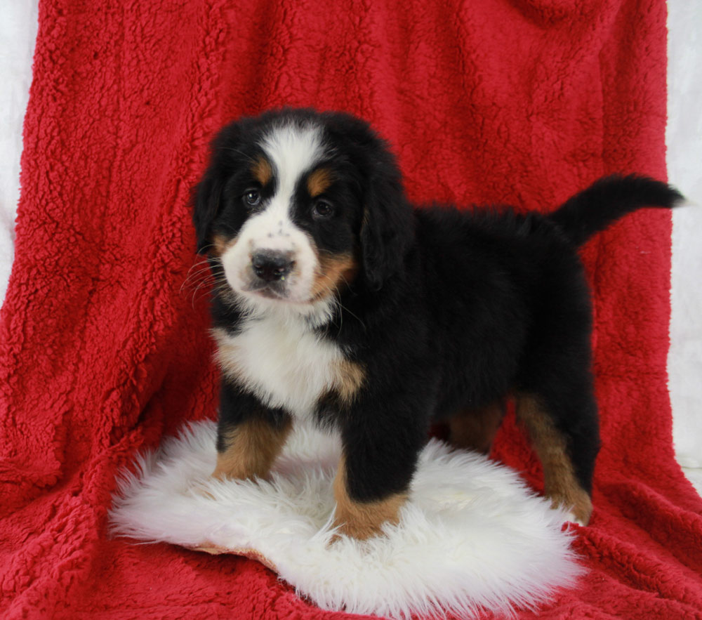 Beautiful Blue Diamond Tri Colored Bernese Pup from Abbeville, Louisiana.