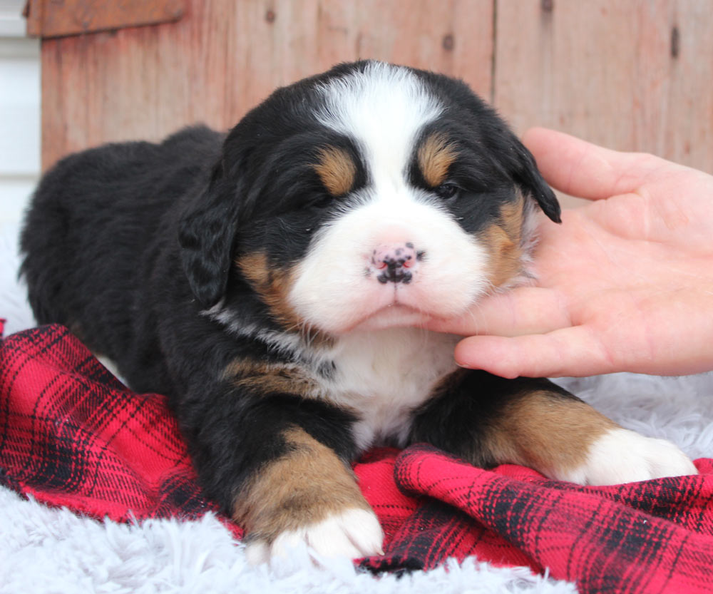 Best AKC Bernese Mountain Dog Puppy Breeder Abbeville, South Carolina. Blue Diamond Family Pups.