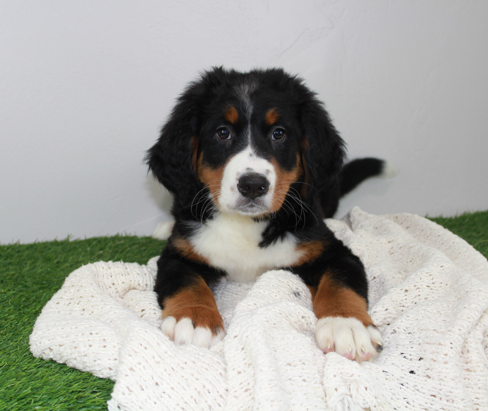 Stunning Blue Diamond Bernese Mountain dog puppy adopted in Bonadelle Ranchos-Madera Ranchos, California.