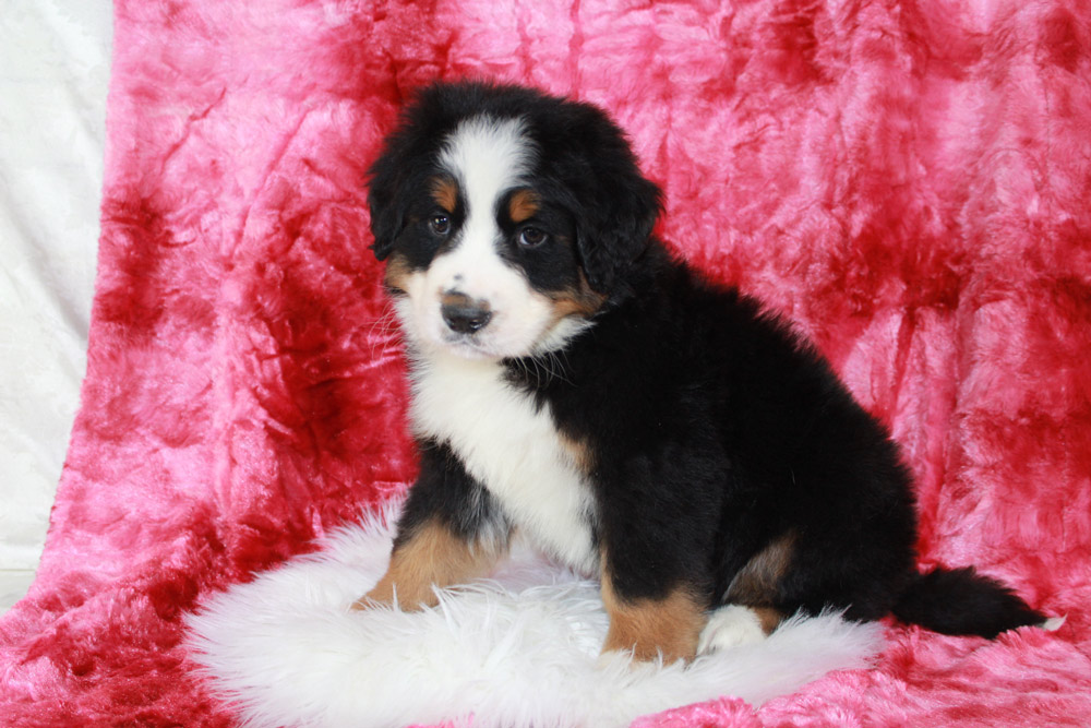 Premier Colored Bernese Mountain Dog Puppy in Bonadelle Ranchos-Madera Ranchos, California from Blue Diamond Family Pups.