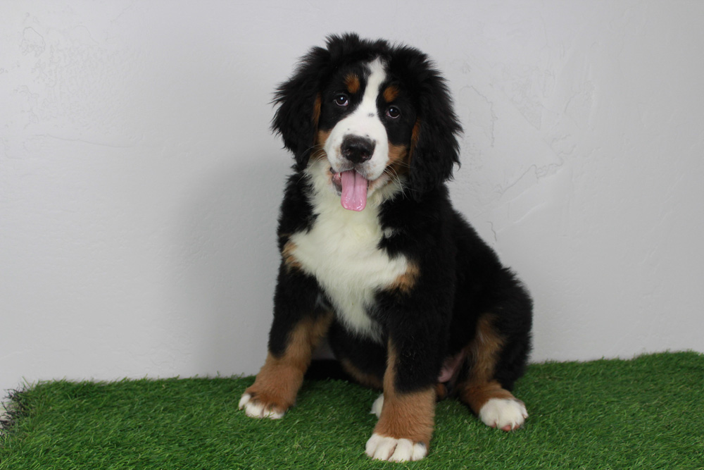 Brownsville-Bawcomville, Louisiana AKC Bernese Mountain Dog Pups Pups from Blue Diamond Kennels.