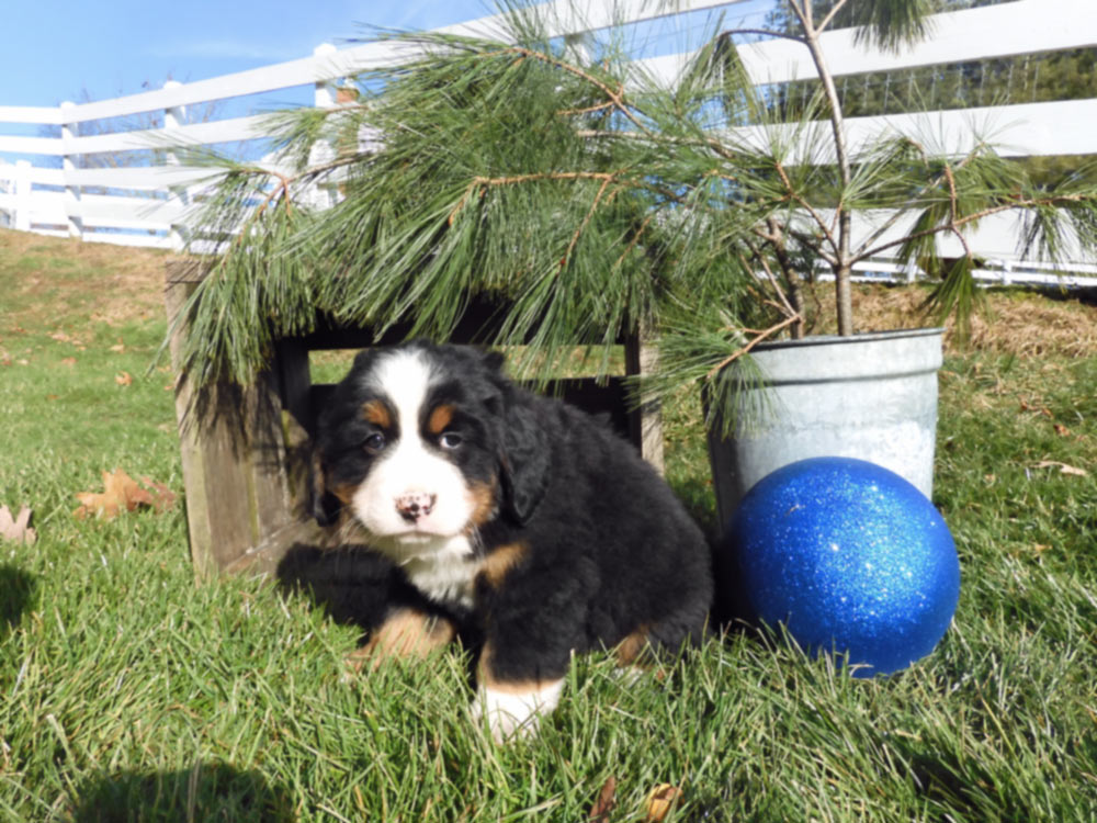 AKC multi-colored Bernese mountain Dog from Blue Diamond Family Pups. Garden City Beach, South Carolina. 