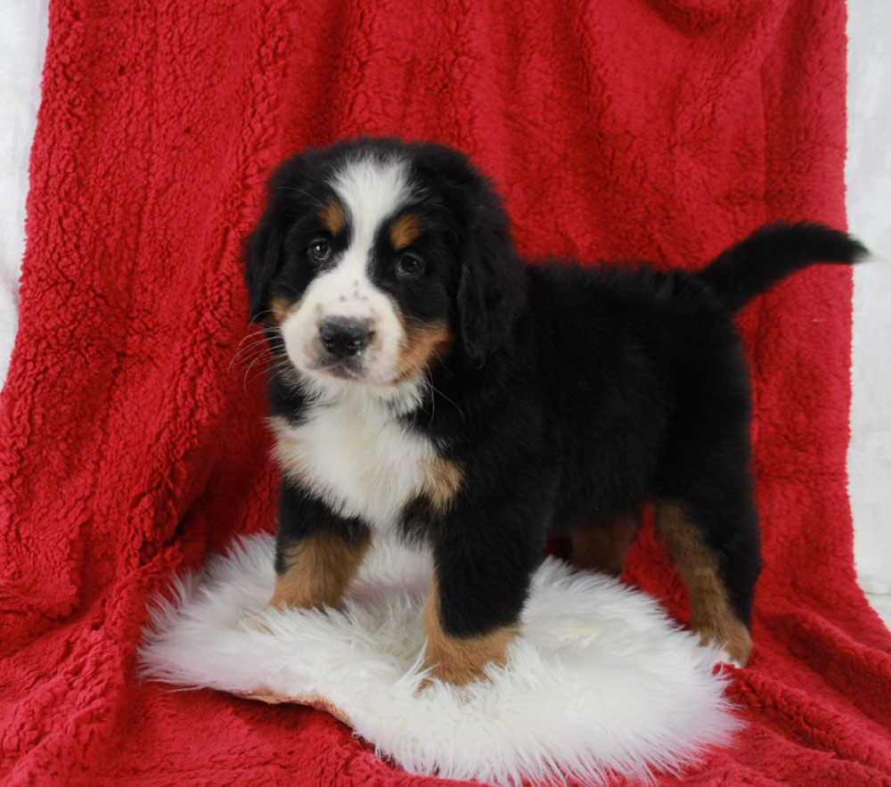 Best Bernese Mountain Dog Puppies for sale in Hampton Bays!