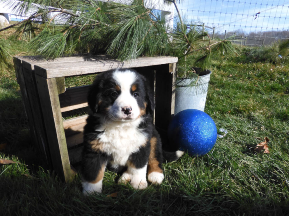 Gorgeous multi-colored Bernese Mnt. Dog Puppy from Milwaukee, Wisconsin. Blue Diamond Family Pups.