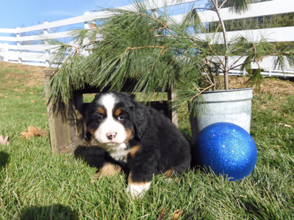 AKC multi-colored Bernese mountain Dog from Blue Diamond Family Pups. Milwaukee, Wisconsin. 