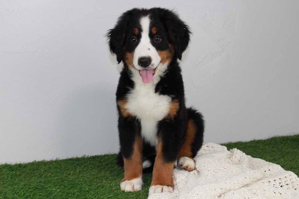 Amazingly cute Bernese Mountain Dog puppy for sale in Richmond, Missouri.