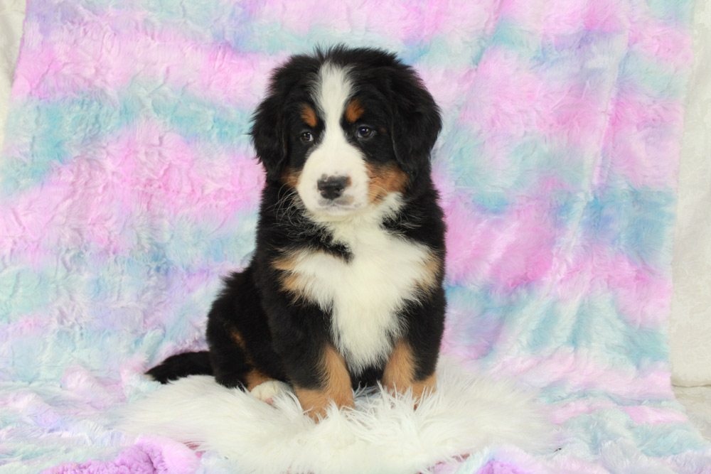 Village of Oak Creek (Big Park), ArizonaBernese Mountain Dog Puppies for sale by Blue Diamond Family Pups Kennel.