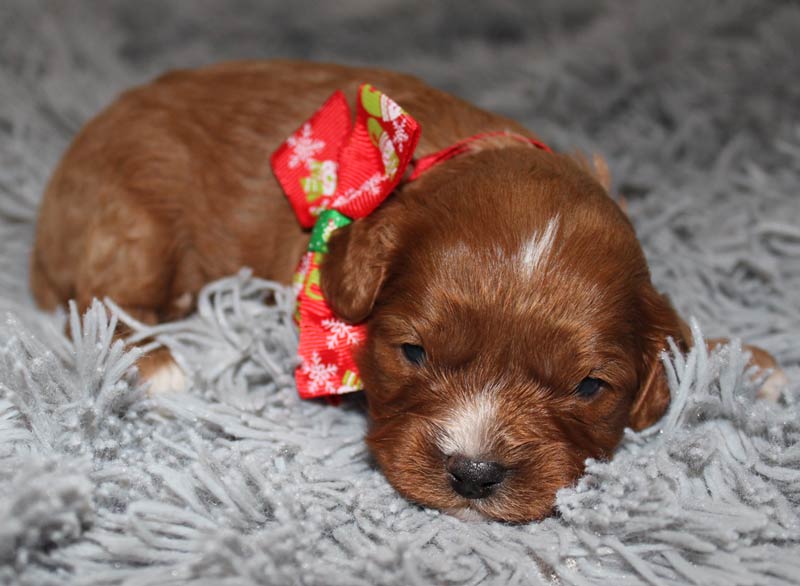 Baby Blue Diamond Cavapoo Pup Waiting for adoption in Adams Morgan Washington, D.C.