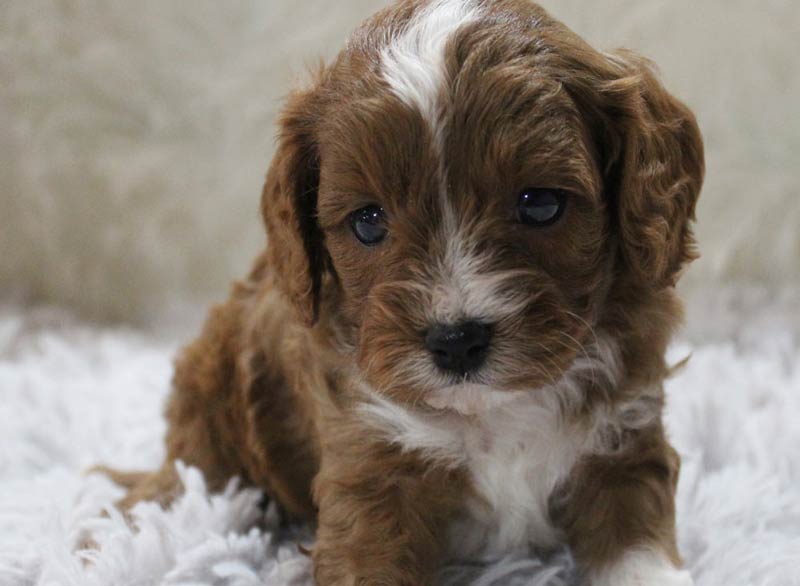 Best Blue Diamond Cavapoo Puppy Shipped to Alton North (historical) Texas