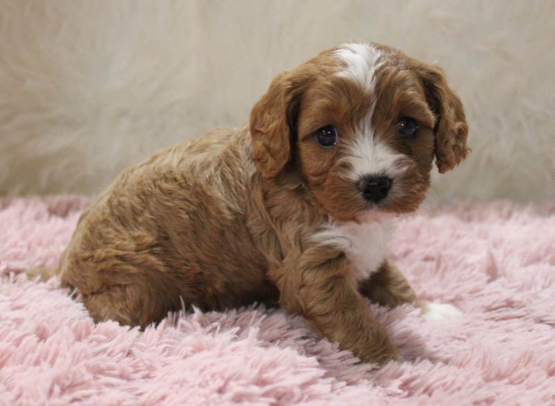 Batesburg-Leesville South Carolina Blue Diamond Botique Cavapoo Puppies