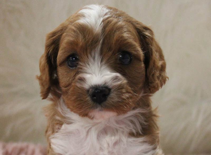 Best Cavapoo Pups for sale near Bonadelle Ranchos-Madera Ranchos California