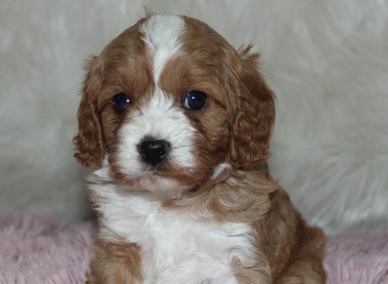 Stunning Bonadelle Ranchos-Madera Ranchos California Red and White Cavappo Puppy