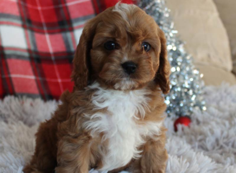 Best Chesapeake Ranch Estates-Drum Point Maryland Cavapoo Puppy Breeder