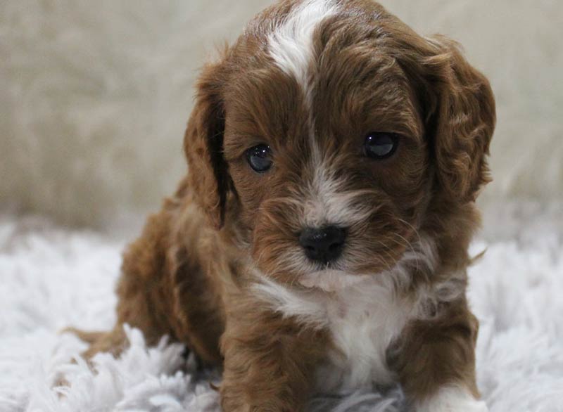 Best Blue Diamond Cavapoo Puppy Shipped to Lawrenceville Illinois