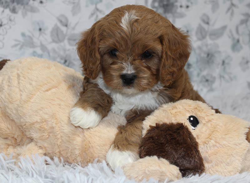 Best Cavapoo Puppies for sale in Lawrenceville Illinois