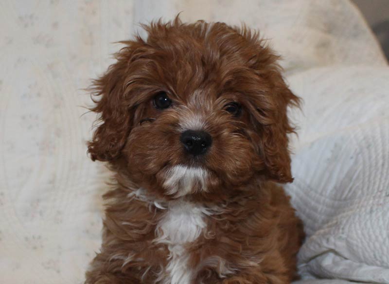 Cavapoo Puppy for sale in Lawrenceville Illinois