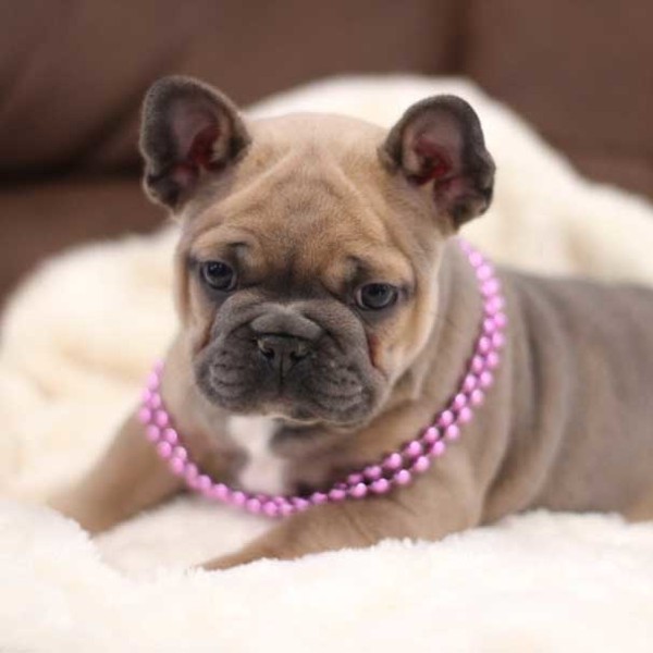 Amazingly cute French-Bulldog puppy for sale in Rockford, Illinois.