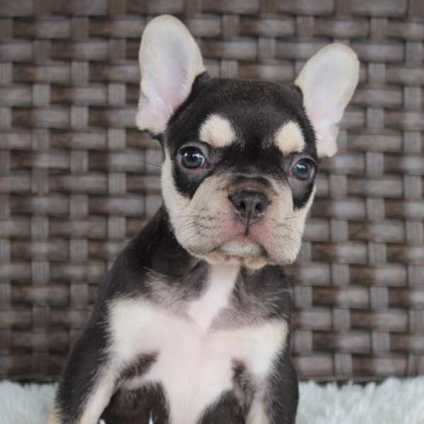 Best French Bulldog Puppies for sale in Taos Pueblo!