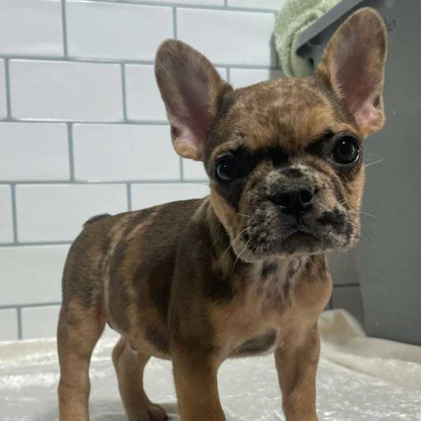 Best French Bulldog Puppies for sale in Taos Pueblo!