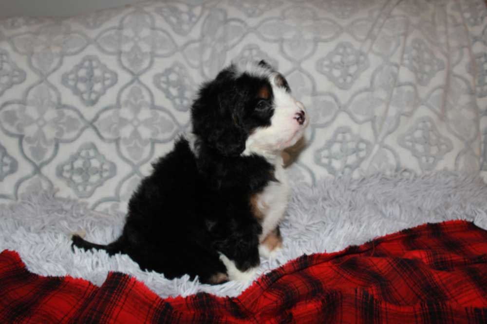 Mini Bernedoodle Puppy getting ready to go to Tulsa Oklahoma