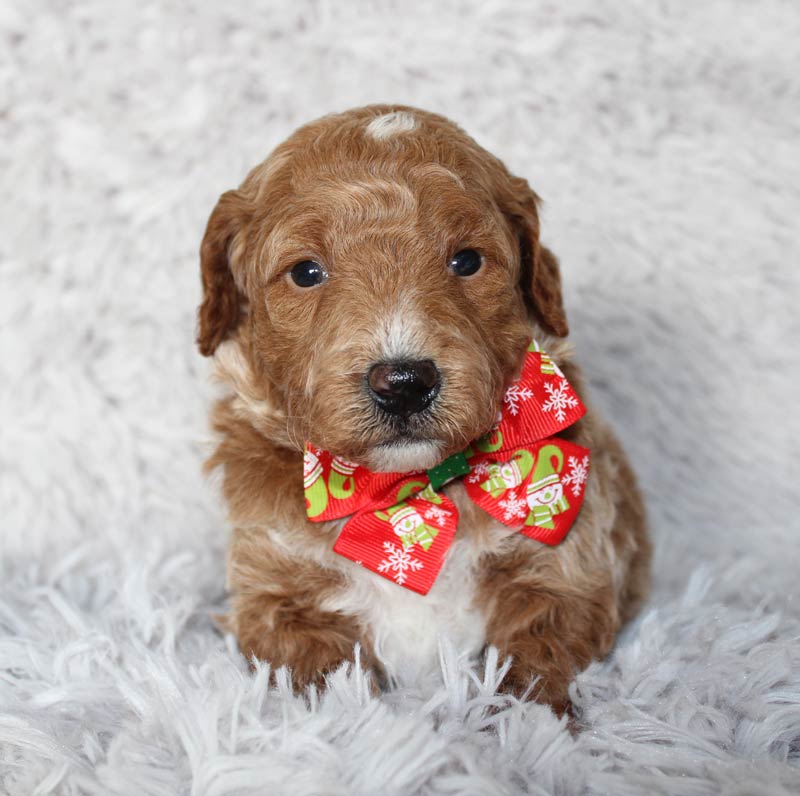 Gorgeous multi-colored Mini Goldendoodle Puppy from Ada. Blue Diamond Family Pups.