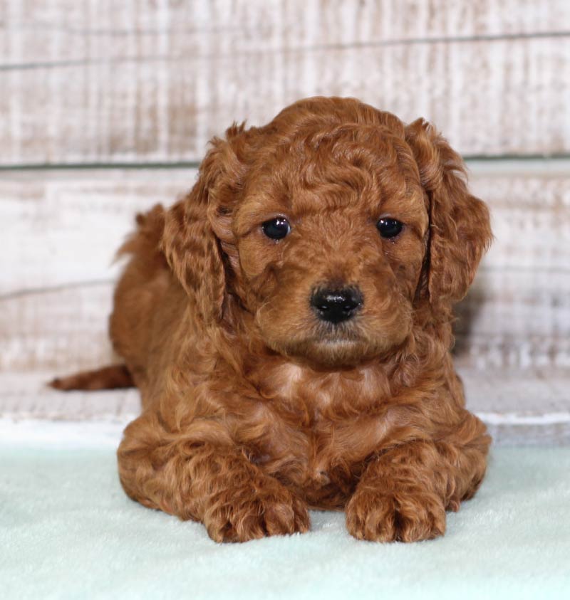 Red Colored Mini Goldendoodle Puppy in Ada Ohio from Blue Diamond Family Pups.