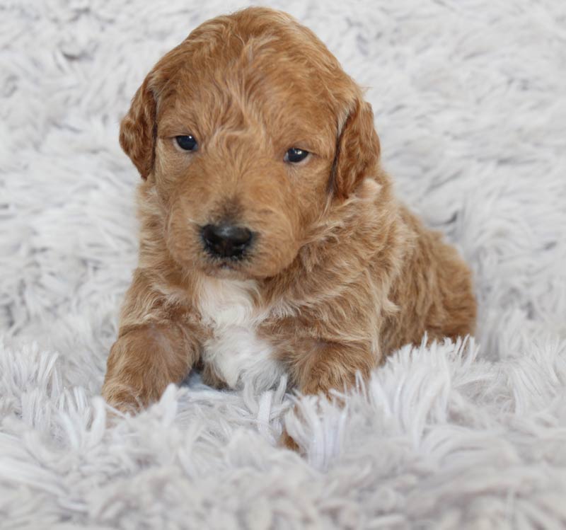 Amazingly cute Miniature Goldendoodle for sale in Akron.