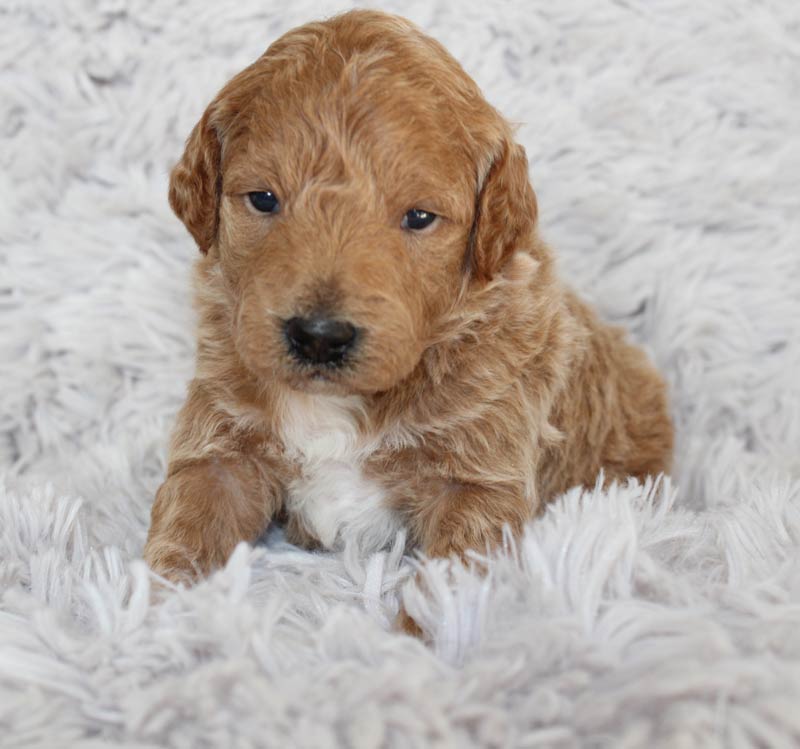 Amazingly cute Miniature Goldendoodle for sale in Alta Sierra Estates.