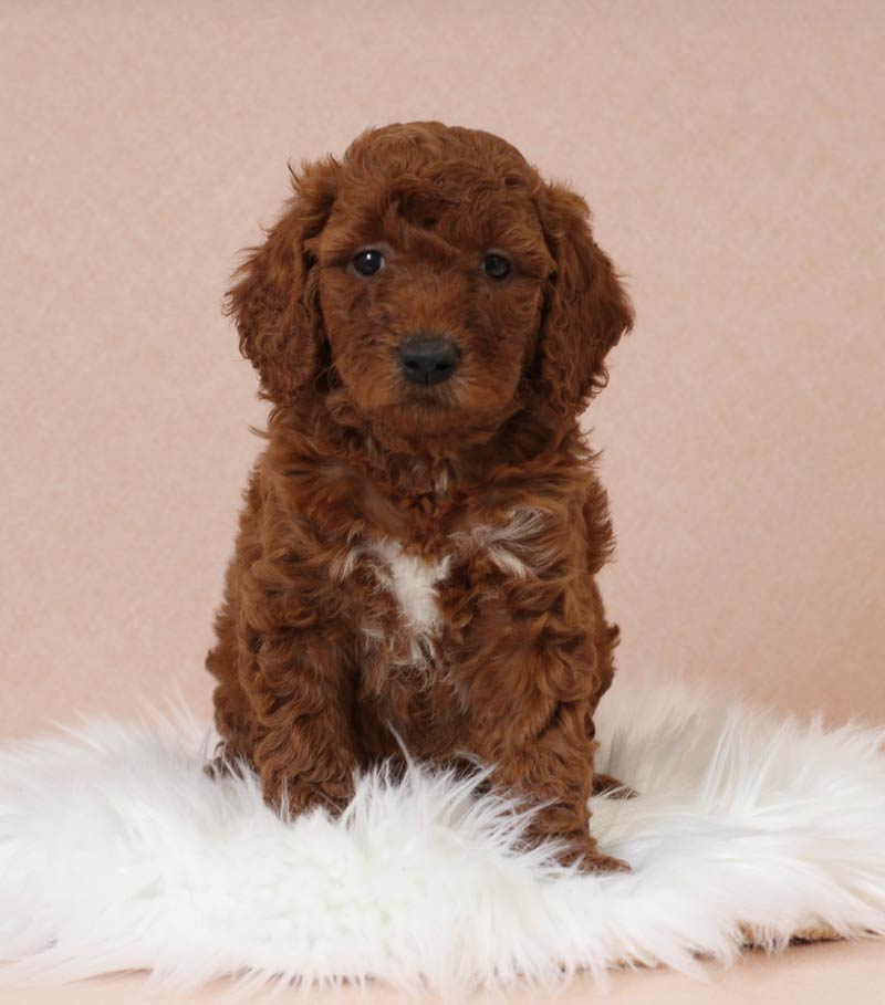 Adult Mini Goldendoodle (F1b) from Blue Diamond Family Pups.  Amherst,Ohio. 